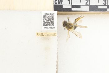 Media type: image;   Entomology 770339 Aspect: Labels